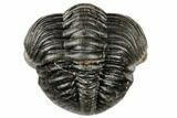 Wide, Partially Enrolled Pedinopariops Trilobite #190488-3